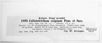 Colletotrichum gloeosporioides image
